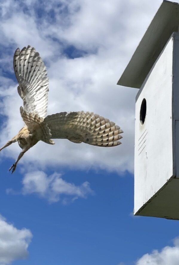 Bird flying